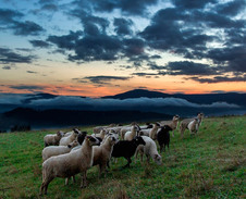 červen / červenec: Nýdecké pastviny © Foto: René Kajfosz