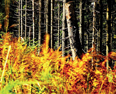 září: Podzimní barvy na Velkém Polomu © Foto: Pavel Zubek