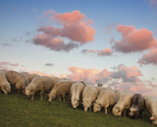 červenec / srpen: Beskydské ovečky © Foto: Tomáš Huczala
