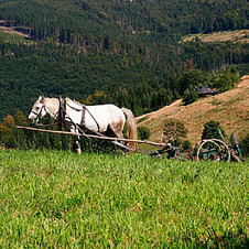 červenec: Louky pod Filipkou