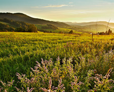 červenec: Pastviny v Bukovci © Foto: Bogdan Kaleta