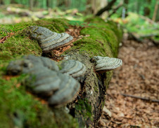 červenec: Choroše na Salajce © Foto: Petr Pazdírek