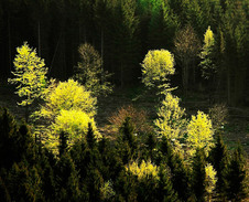 říjen: Hosté smrkového lesa © Foto: Bogdan Kaleta