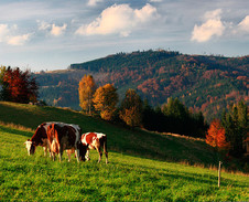 říjen / listopad: Pastviny pod Baraní horou © Foto: Bogdan Kaleta