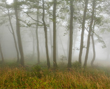 březen: Tajemné lesy u Kněhyně © Foto: Bogdan Kaleta