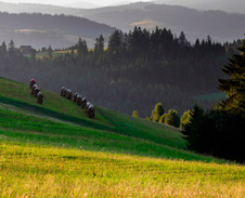 červen: Okolí trojmezí na Hrčavě © Foto: René Kajfosz