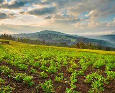 červenec: Úroda nedaleko Koňakova © Foto: Bogdan Kaleta