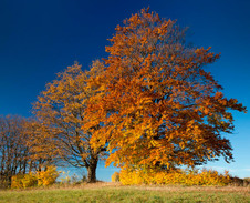 říjen: Hrčavské stromy © Foto: René Kajfosz