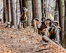 říjen: Mufloni v oboře nad Vendryní © Foto: Pavel Zubek