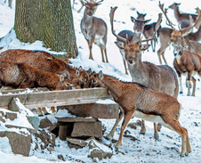 listopad: Mufloni a daňci v oboře Vrožná © Foto: Pavel Zubek