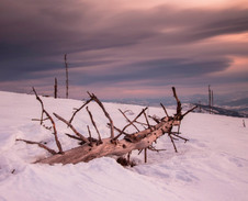 leden: Padlý strom na Baraní hoře © Foto: René Kajfosz