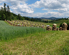 srpen: Hrčava - senoseč, v pozadí polská Jaworzynka © Foto: Pavel Zubek