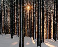 prosinec: V lesích © Foto: René Kajfosz