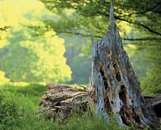 červenec: Torzo Walerovy jedle v pralese Mionší, Dolní Lomná © Foto: Pavel Zubek