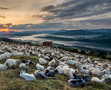 září: Beskydské pastviny © Foto: René Kajfosz