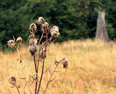 říjen / listopad: Bodlák na Polaně v pralese Mionší, Dolní Lomná © Foto: Pavel Zubek