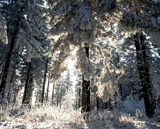 únor: V lesích © Foto: René Kajfosz