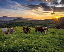 červen: Nýdecké pastviny © Foto: René Kajfosz