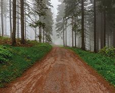 srpen: Cesta na Velkém Polomu © Foto: Petr Pazdírek