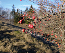 říjen: Šípky pod Stožkem © Foto: Pavel Zubek