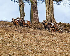 listopad: Mufl oni ve Vrožné, Vendryně © Foto: Pavel Zubek