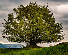 květen: Lípa na vrcholu Malá Kyčera v Dolní Lomné © Foto: Martin Wiszczor