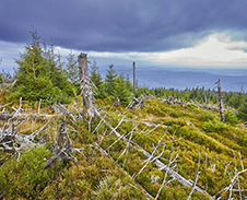 červen: Na svazích Smrku © Foto: Bogdan Kaleta