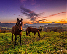 červenec / srpen: Nad stádem koní © Foto: René Kajfosz