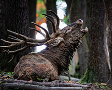říjen: Říje jelenů v Gutech © Foto: Pavel Zubek
