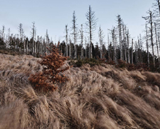 listopad / prosinec: Velký Polom, po větrné a kůrovcové kalamitě © Foto: Bogdan Kaleta