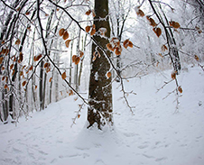 prosinec: Mrazivá zima v Beskydech © Foto: Pavel Zubek