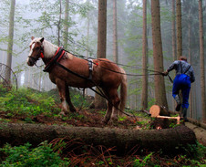 říjen: Stahování dřeva na Hrčavě © Foto: Pavel Zubek