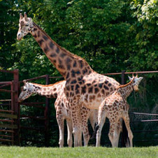 červenec / srpen: Žirafí rodinka - ostravská ZOO